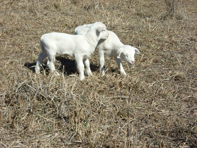 These are lambs